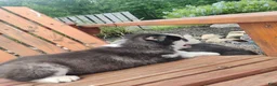 Siberian Husky dogs for sale: Lupine - Ad 5