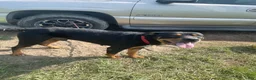 Rottweiler dogs for sale: Rottweiler 1 - Ad 3