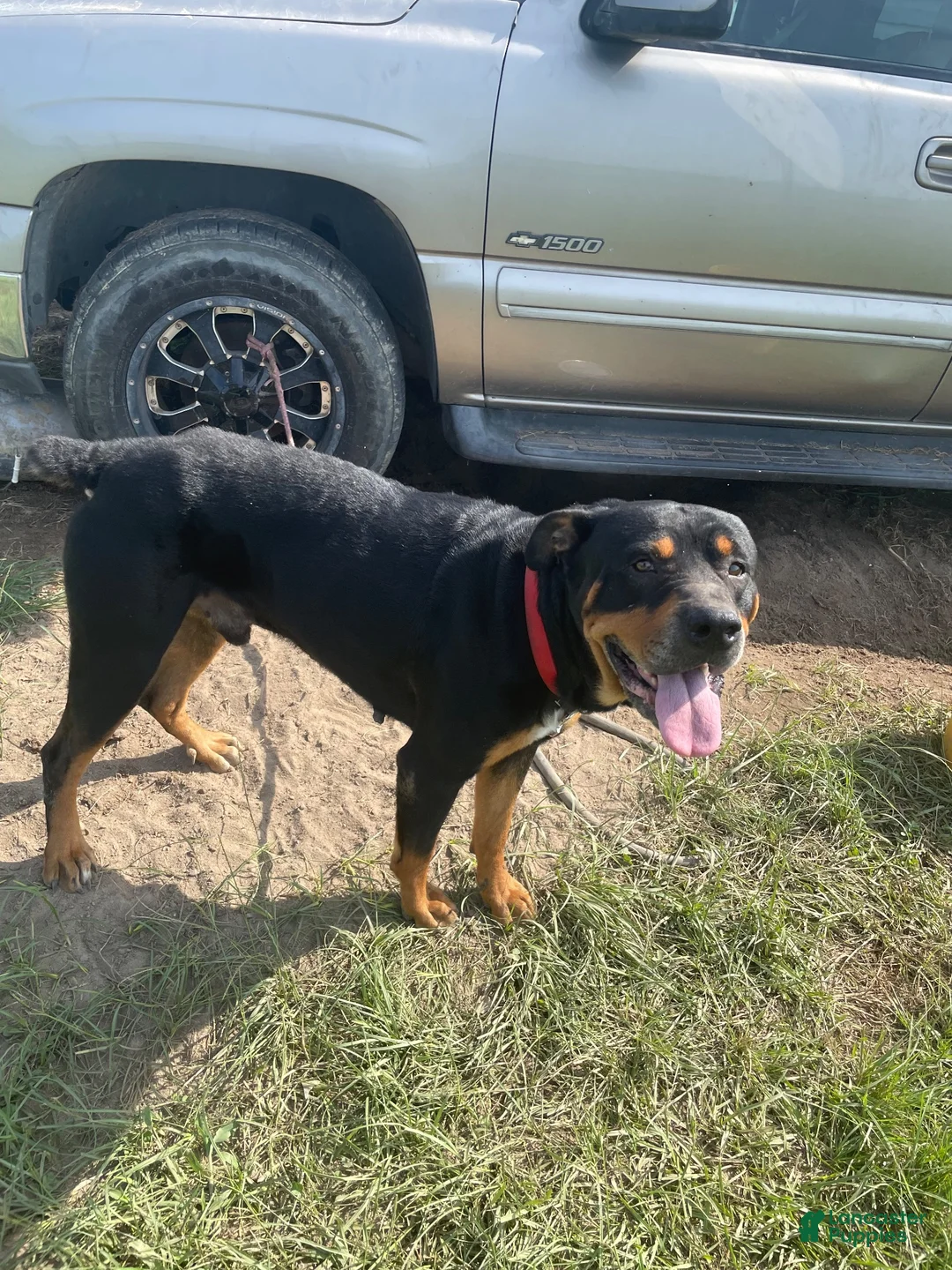 Rottweiler dogs for sale: Rottweiler 1 - Ad 3