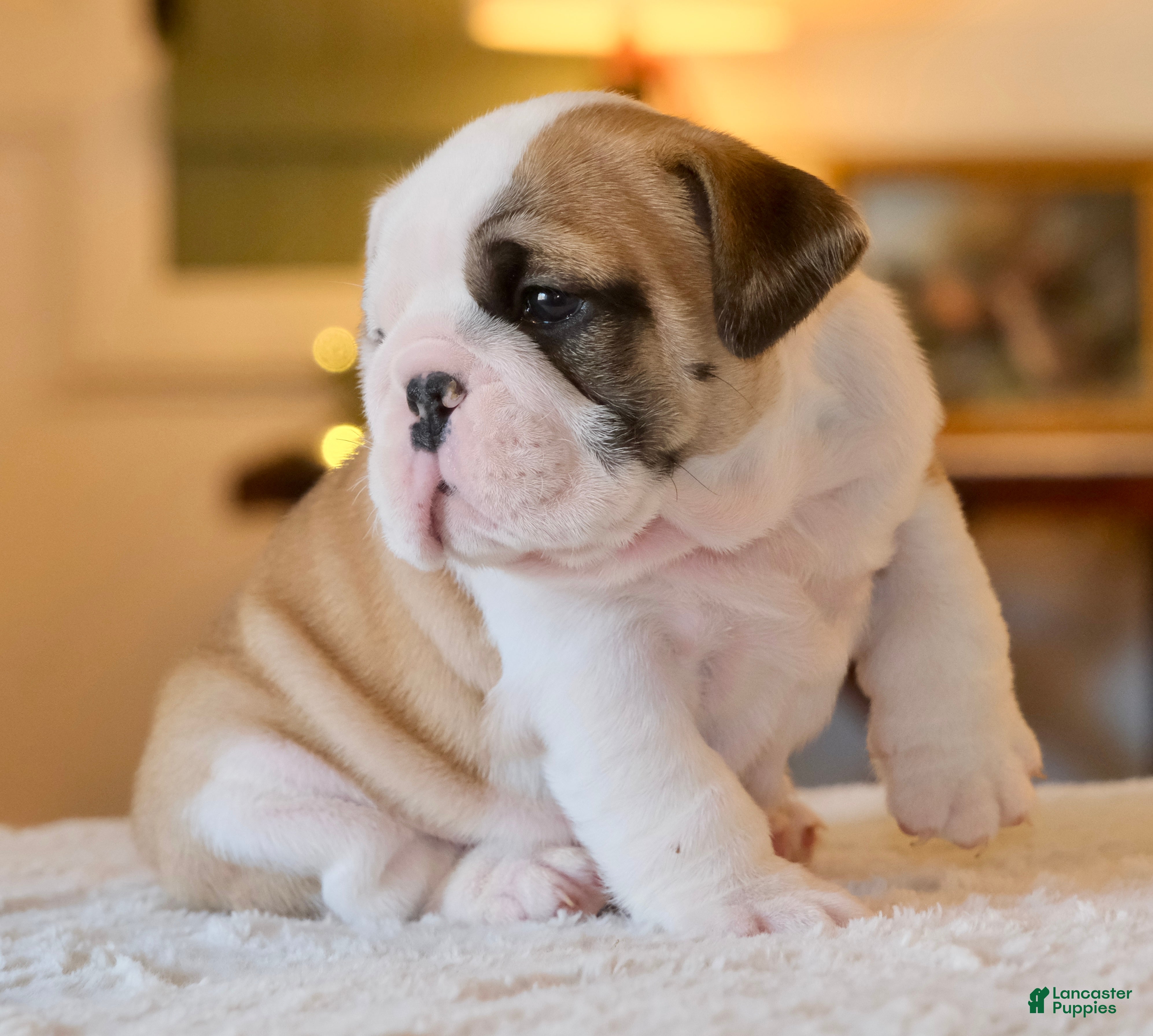 English Bulldog dogs George - Ad 2