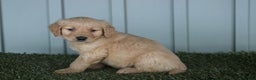 Golden Retriever dogs for sale: Golden Retriever Puppy Caden - Ad 2