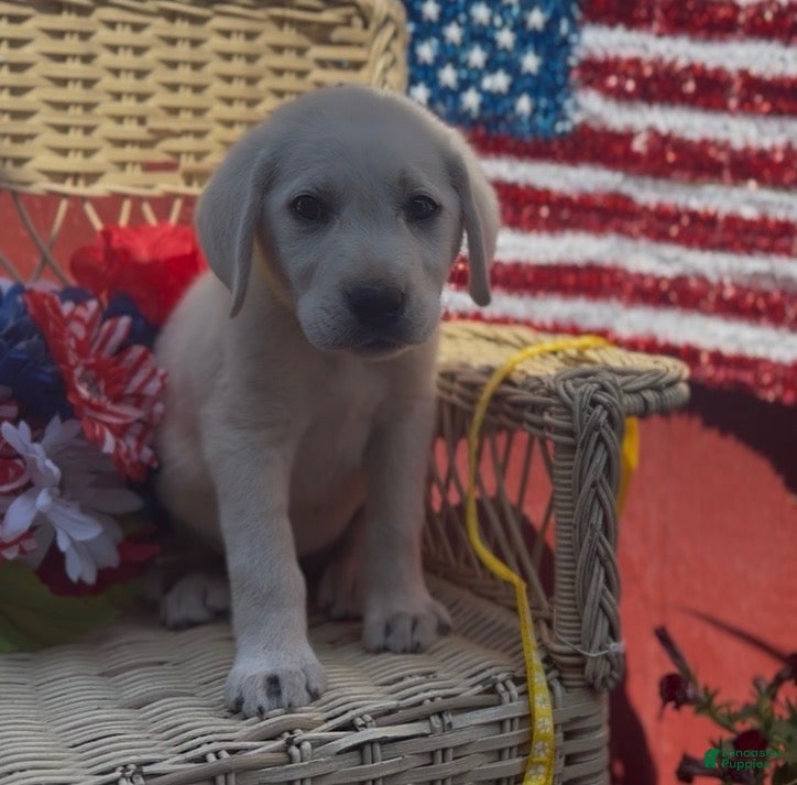 Labrador Retriever dogs for sale: Bentley_Male - Ad 3