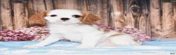 Cavalier King Charles Spaniel dogs for sale: Daffi  - Ad 3
