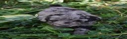 Standard Poodle dogs for sale: Standard Poodle 1 Chocolate Merle - Ad 5