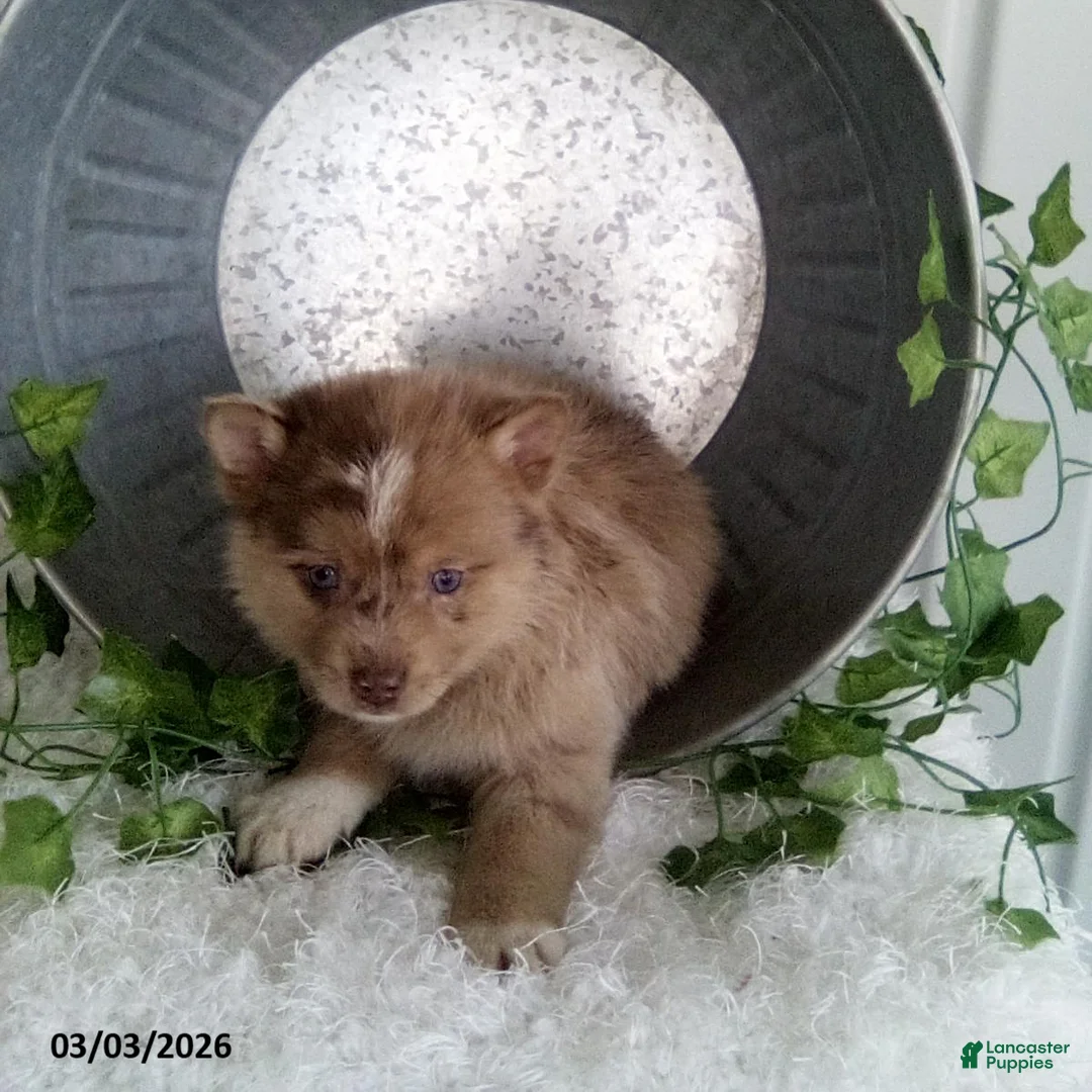 Pomsky dogs for sale: Mario - Ad 3