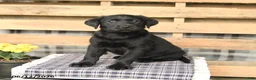 Labrador Retriever dogs for sale: Jemma - Ad 2