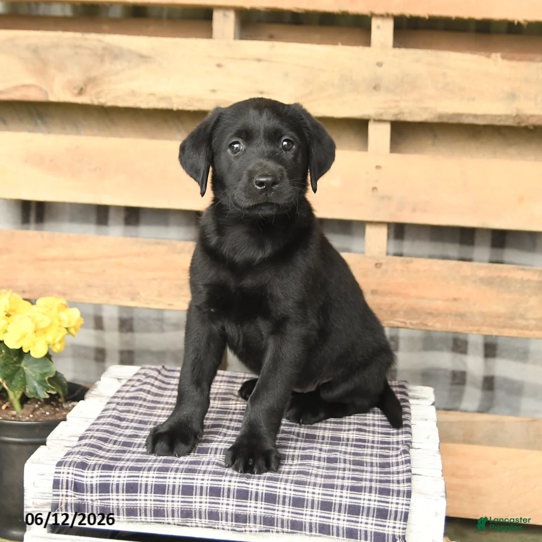 Labrador Retriever dogs for sale: Jemma - Ad 2
