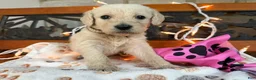 Labradoodle dogs for sale: Zola (Girl) - Ad 2