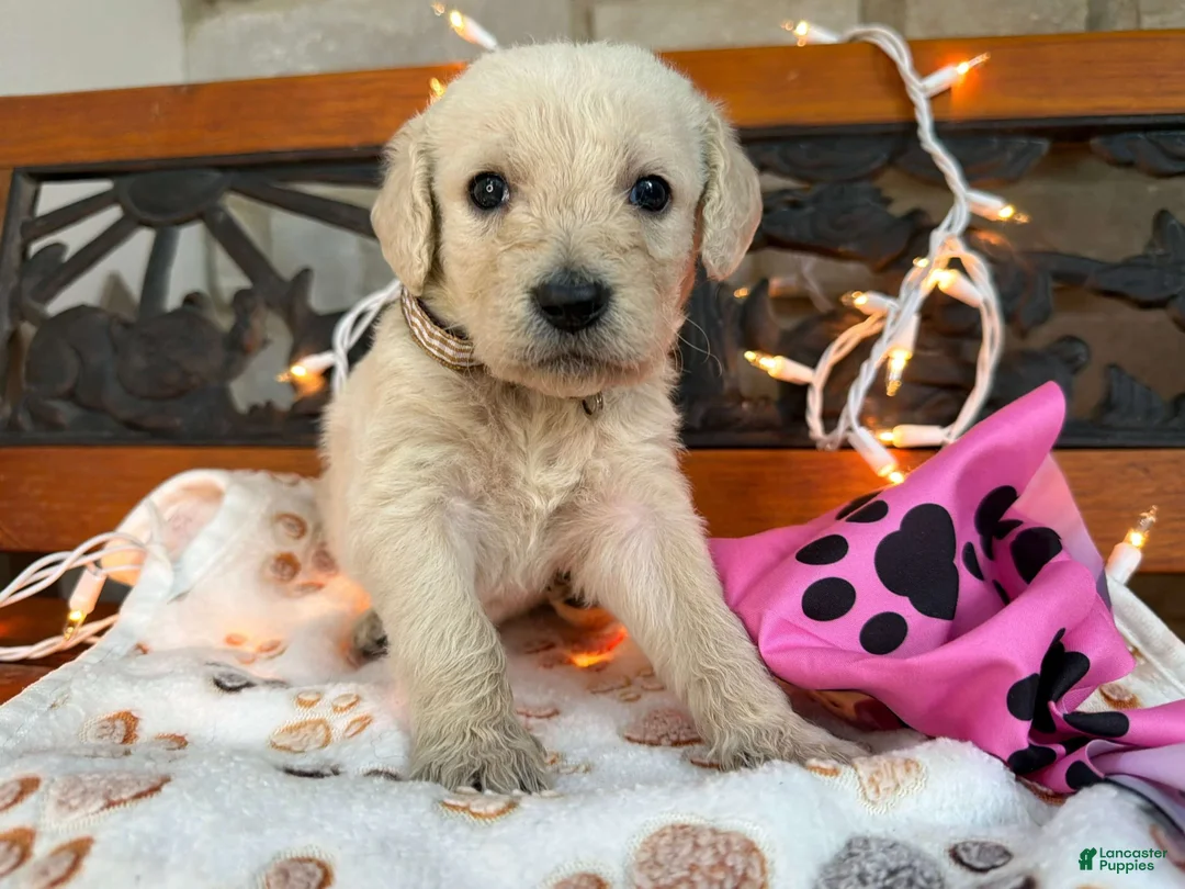 Labradoodle dogs for sale: Zola (Girl) - Ad 2