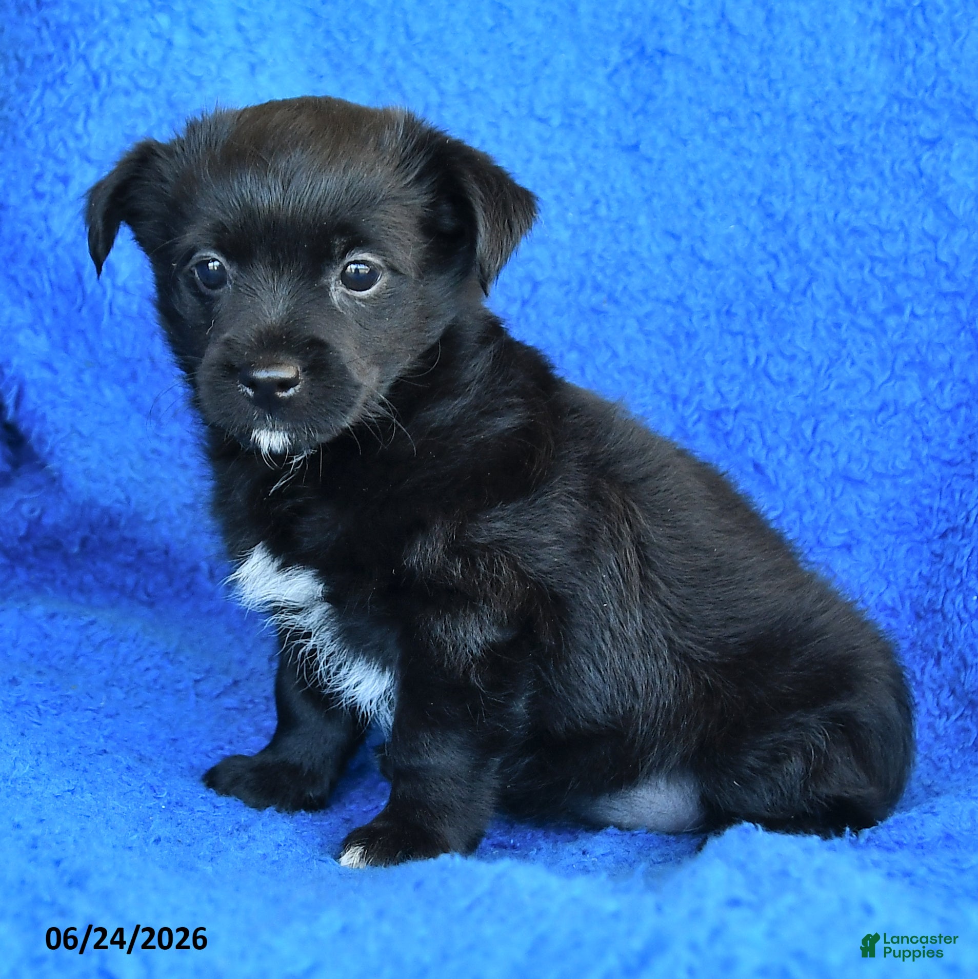 Mixed Breed dogs Sarah - Ad 2