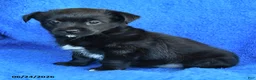Mixed Breed dogs for sale: Sarah - Ad 2