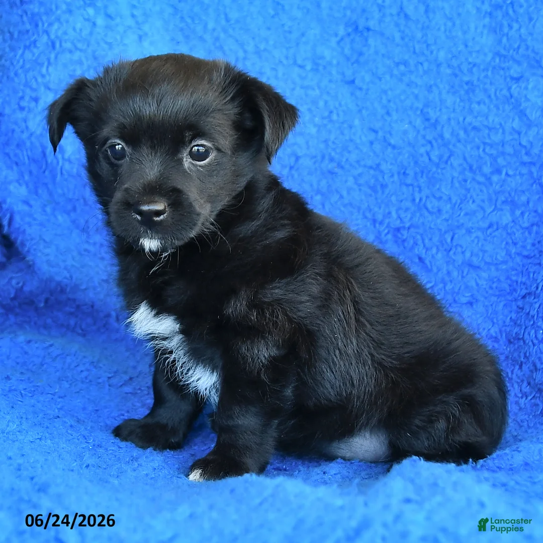 Mixed Breed dogs for sale: Sarah - Ad 2