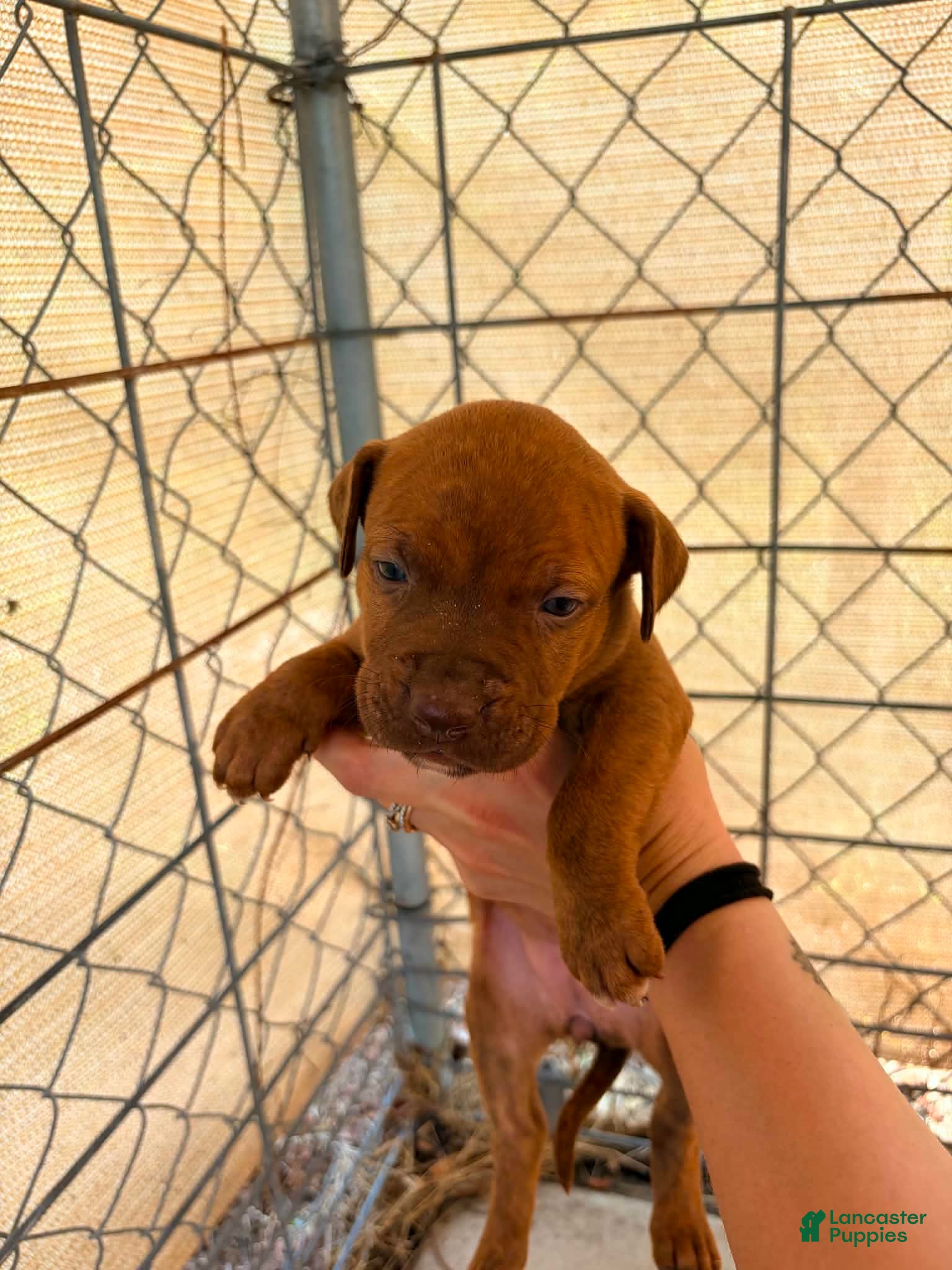 American Pit Bull Terrier dogs American Pit Bull Terrier 6 - Ad 5