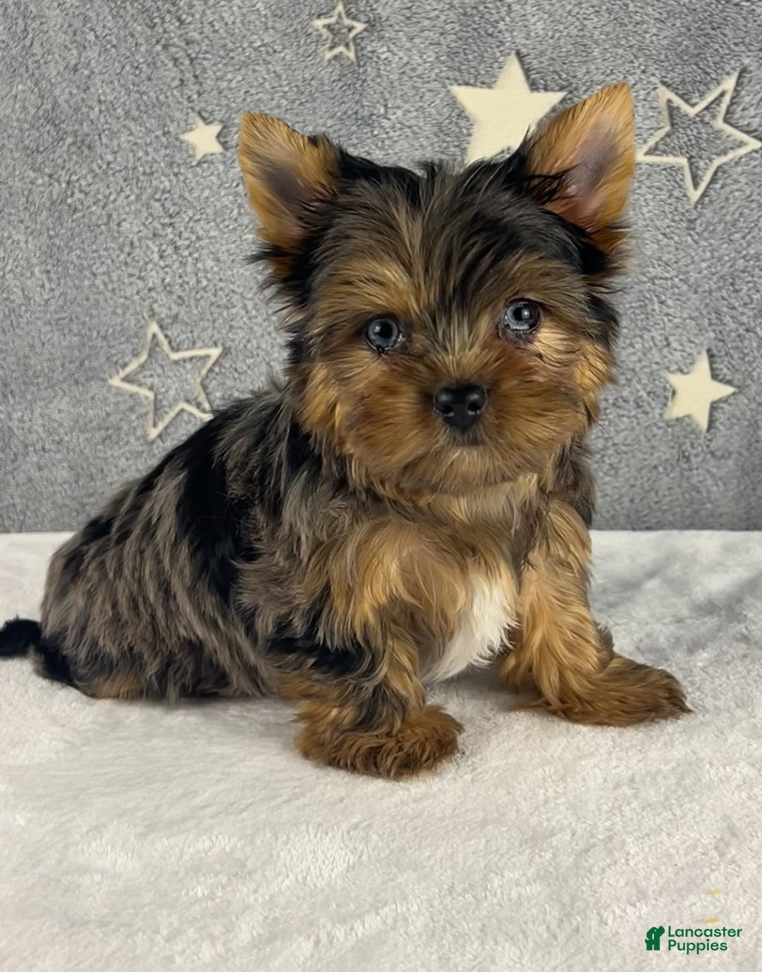 Yorkshire Terrier dogs for sale: Pixie - Ad 4