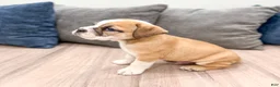 Beabull dogs for sale: Duke - Ad 4