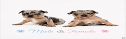French Bulldog dogs for sale: Luna  - Ad 11