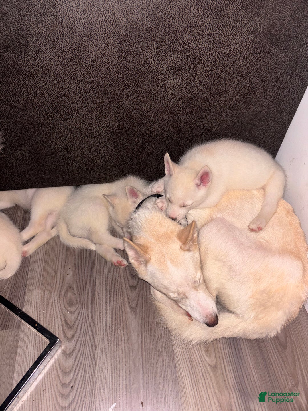 Pomsky dogs for sale: Biscuits  - Ad 11
