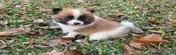 Pomeranian dogs for sale: Pomeranian Puppy 2 - Ad 18