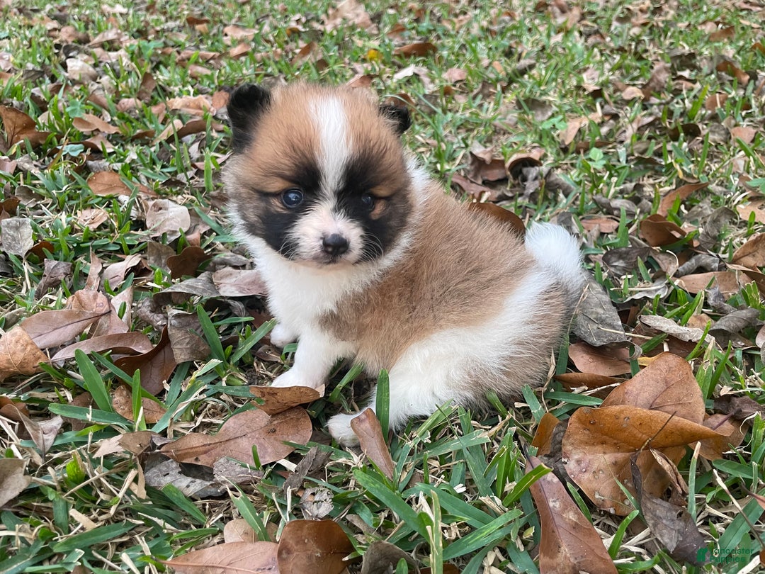 Pomeranian dogs for sale: Pomeranian Puppy 2 - Ad 18