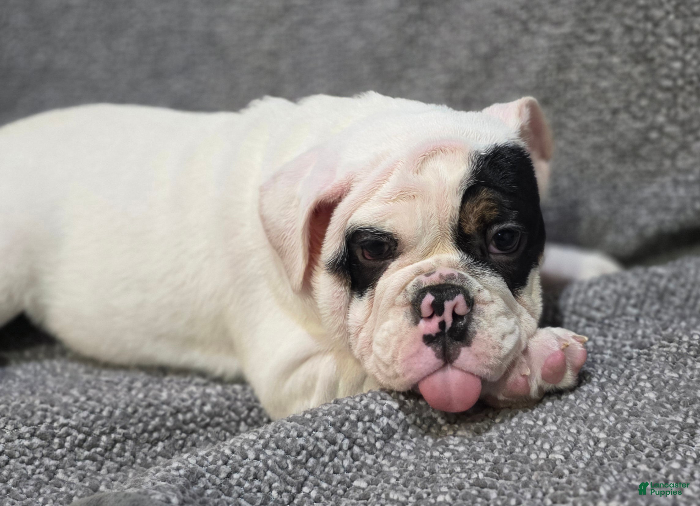 English Bulldog dogs Lance - Ad 1