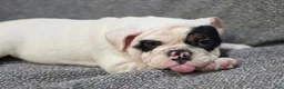 English Bulldog dogs for sale: Lance - Ad 1
