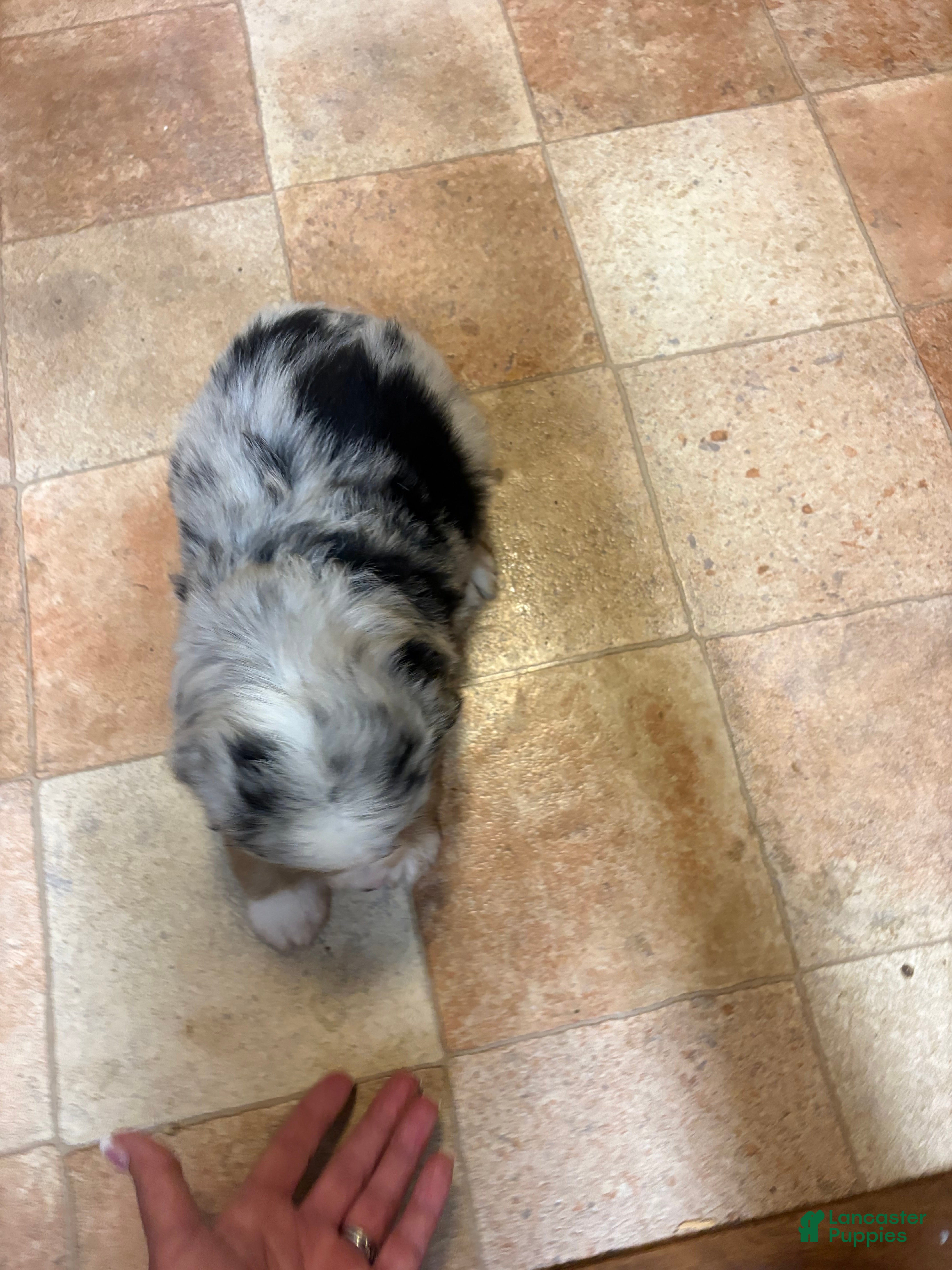 Australian Shepherd dogs for sale: Girl 1  - Ad 2