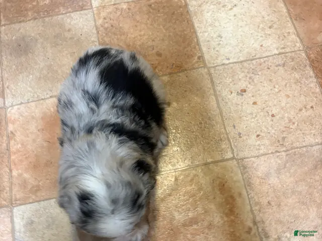 Australian Shepherd dogs for sale: Girl 1 - Ad 2