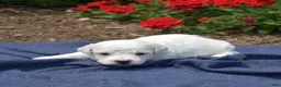 Bichon Frise dogs for sale: Boots - Ad 5