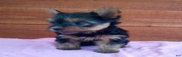 Yorkshire Terrier dogs for sale: Remi - Ad 3