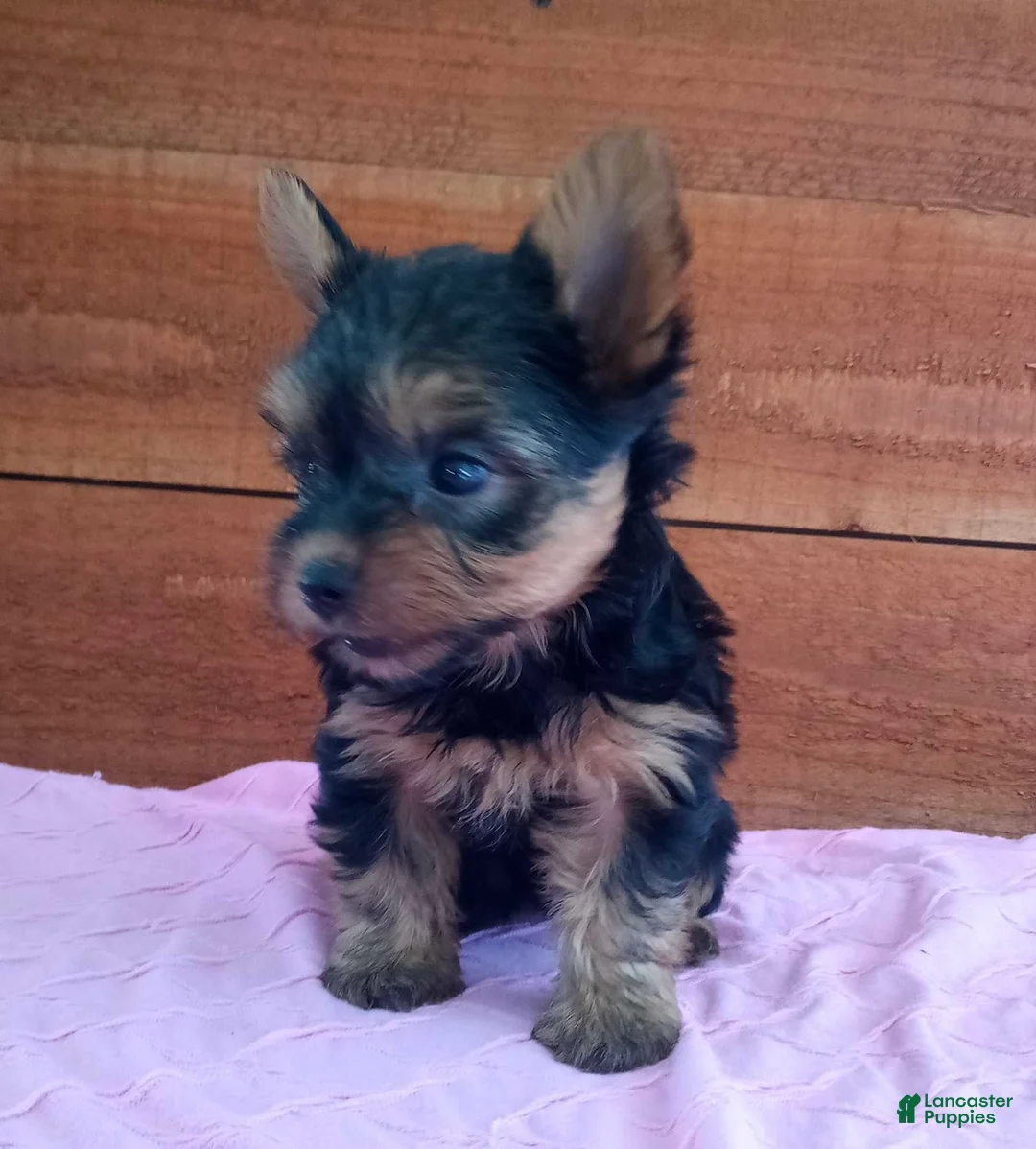 Yorkshire Terrier dogs for sale: Remi - Ad 3