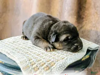 German Shepherd dogs Ryder - Ad 4