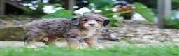 Mini Bernedoodle dogs for sale: Margarita - Ad 5