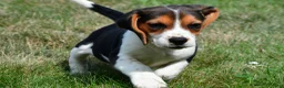 Beagle dogs for sale: Piper - Ad 4