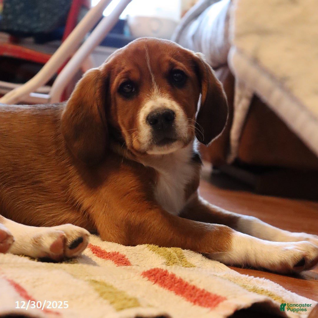 Beaglier dogs for sale: Morgan - Ad 2