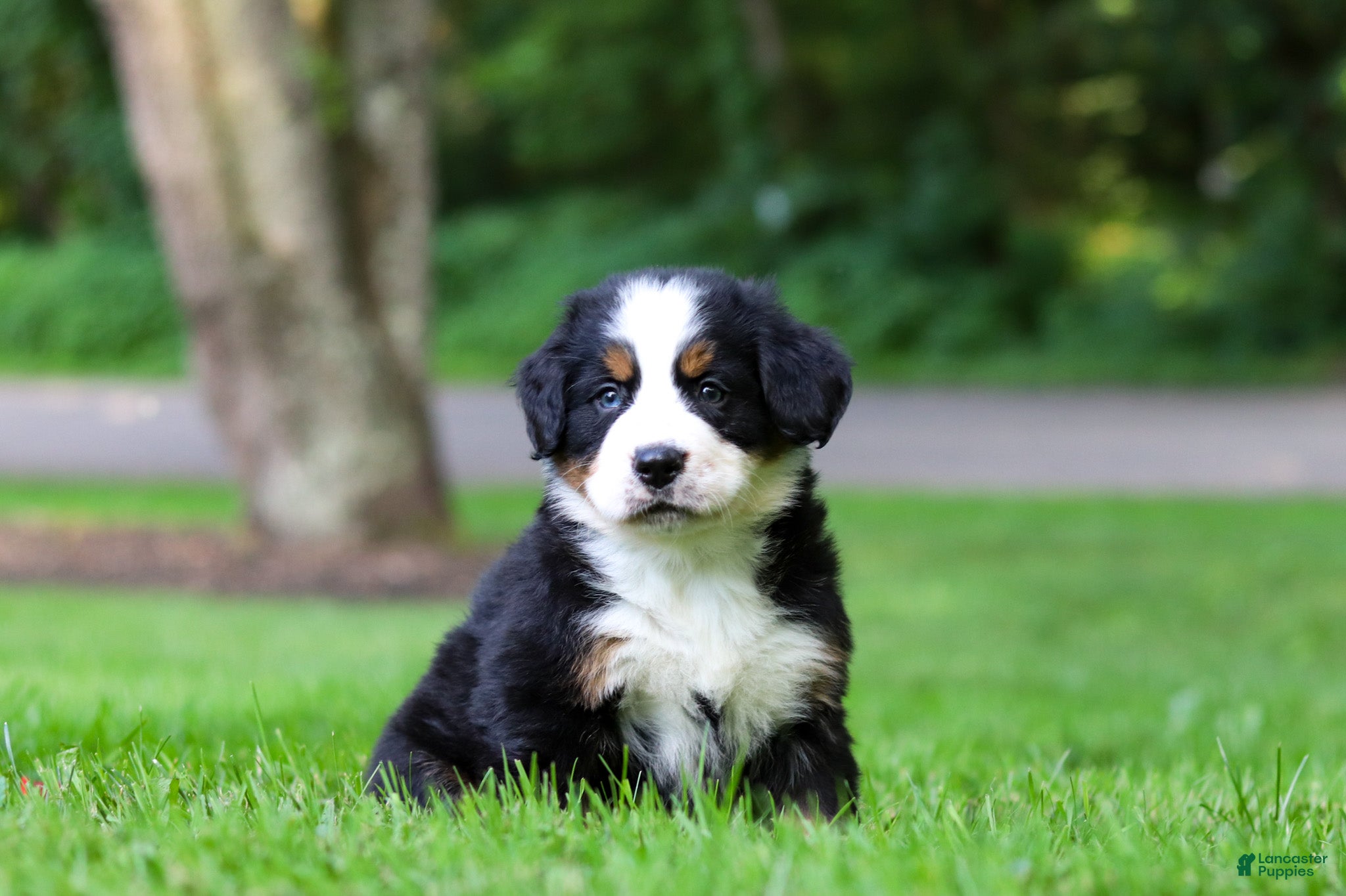 Bernese Mountain Dog dogs Bella - Ad 2