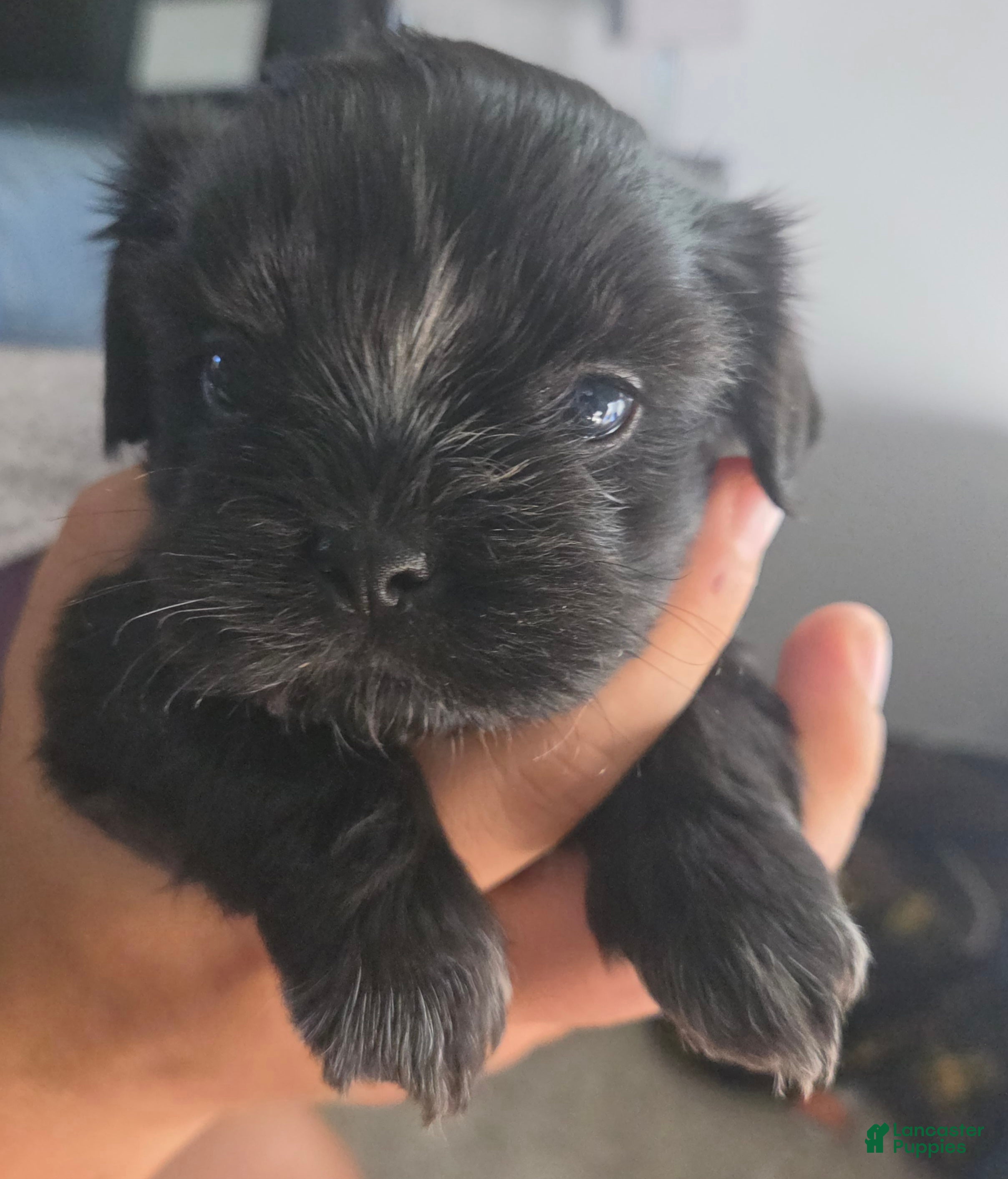 Shih Tzu dogs Coon - Ad 27