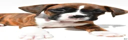 Boxer dogs for sale: Stan - Ad 9