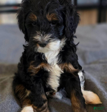 Bernedoodle dogs Rocky - Ad 1