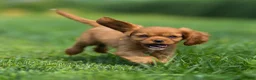 Cavalier King Charles Spaniel dogs for sale: Hazel Cavalier King Charles Spaniel  - Ad 2