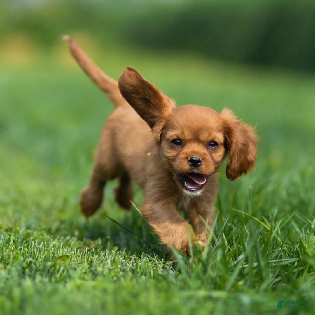 Cavalier King Charles Spaniel dogs for sale: Hazel Cavalier King Charles Spaniel  - Ad 2