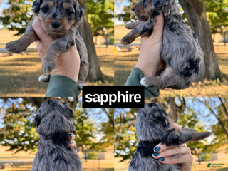 Mini Aussiedoodle dogs - Ad 5