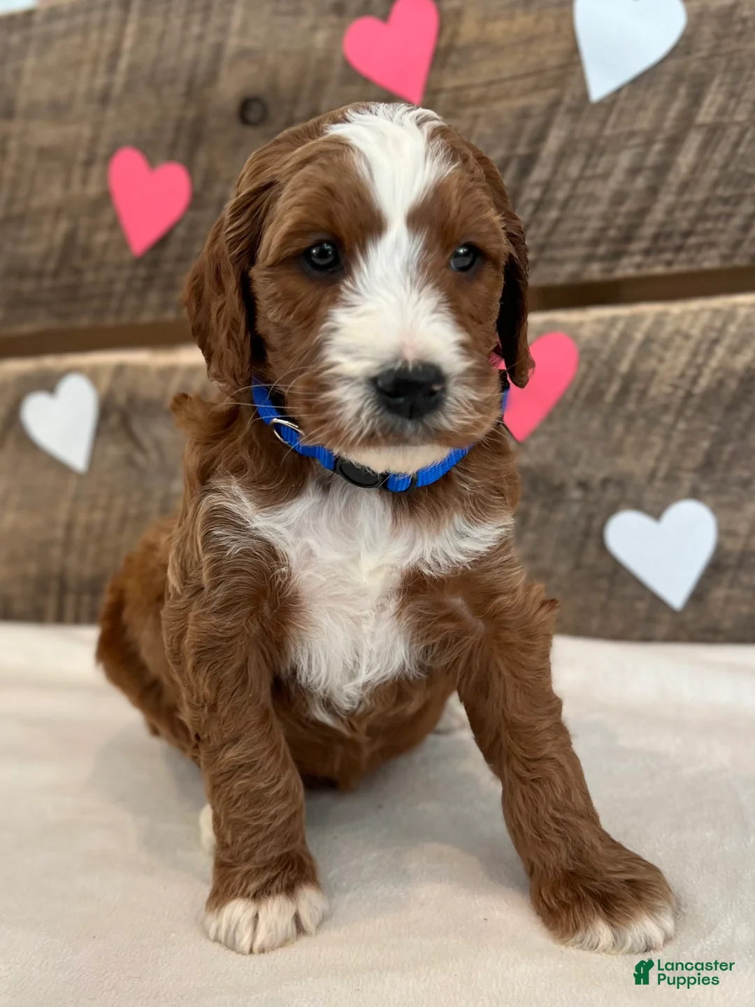 Irish Doodle dogs for sale: Murphy - Ad 8
