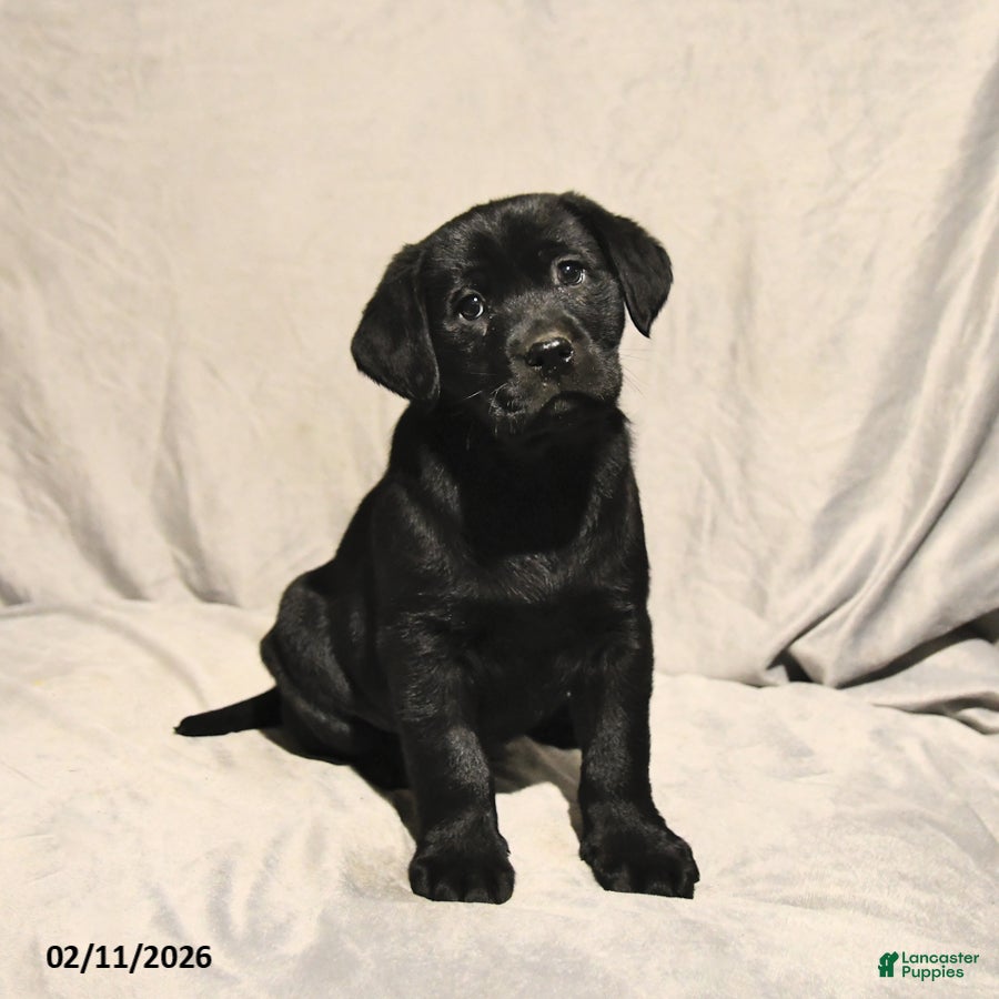Labrador Retriever dogs Joey - Ad 37