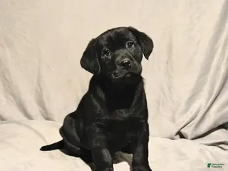 Labrador Retriever dogs Joey - Ad 37