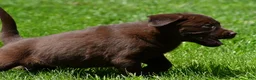 Labrador Retriever dogs for sale: Libby - Ad 12