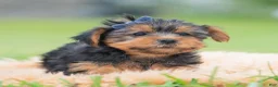 Yorkshire Terrier dogs for sale: Cannoli - Ad 2