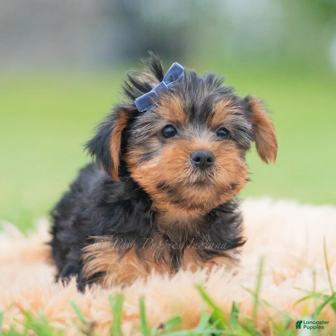 Yorkshire Terrier dogs for sale: Cannoli - Ad 2