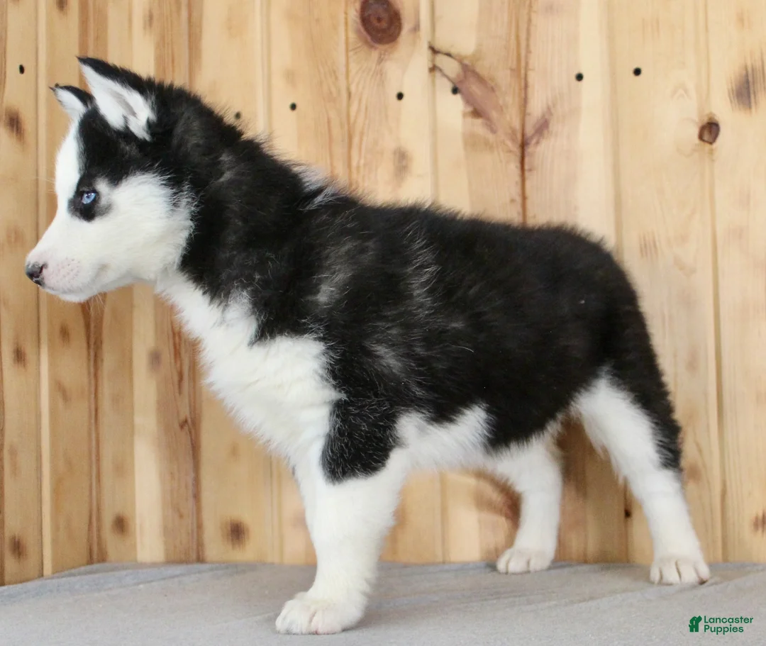 Siberian Husky dogs for sale: Violet - Ad 8