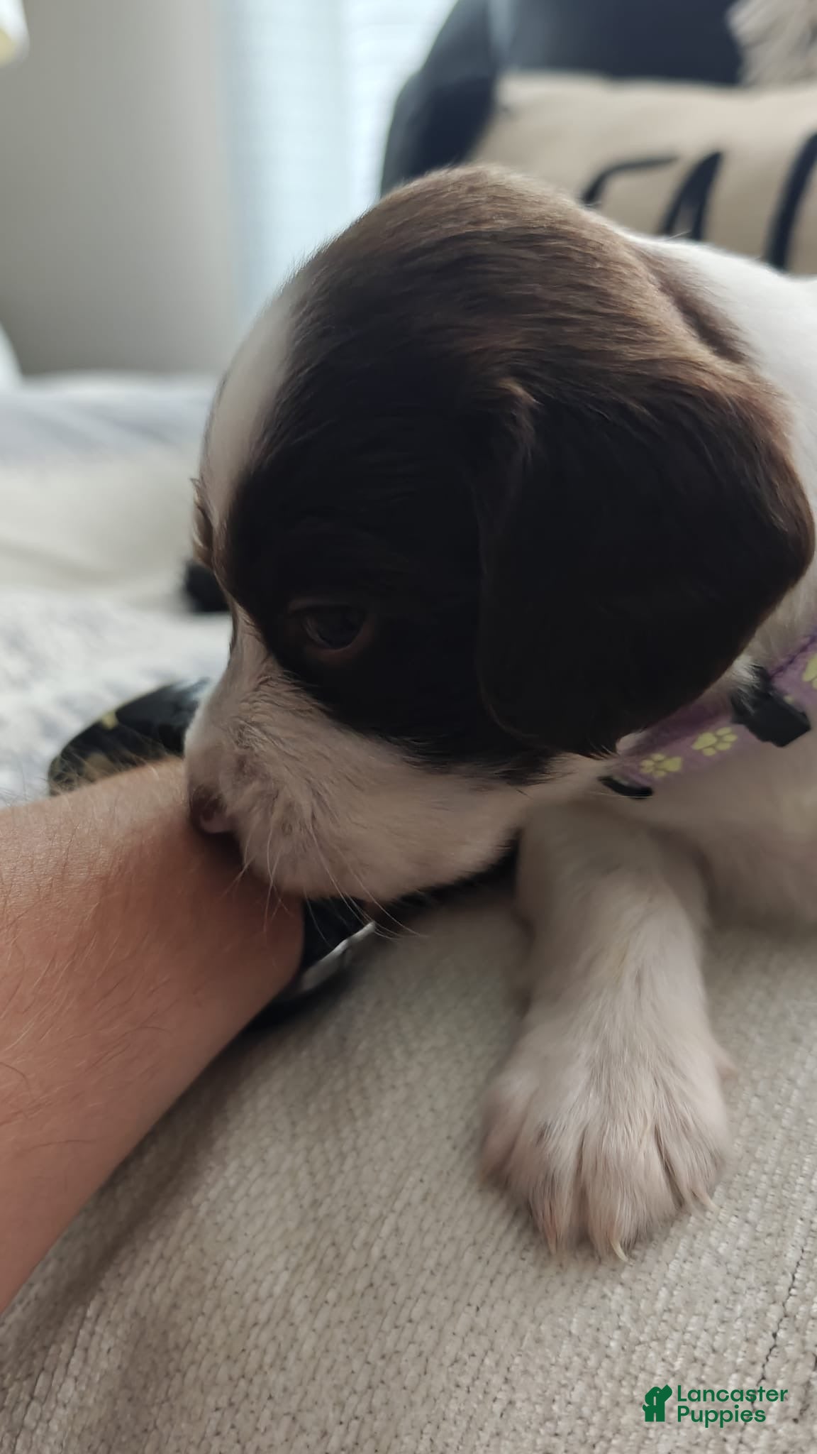 English Springer Spaniel dogs English Springer Spaniel Puppy 2 - Ad 18