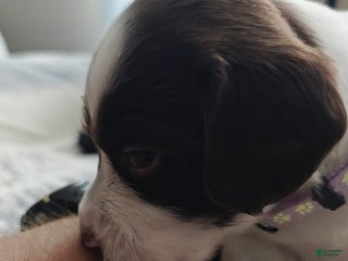 English Springer Spaniel dogs English Springer Spaniel Puppy 2 - Ad 26